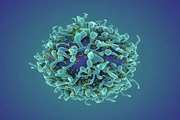 Cellular benefits of gene therapy seen decades after treatment